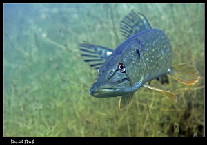 Pike in a small pond :-D by Daniel Strub 
